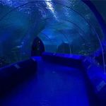 د Aquarium Tunnel لپاره 180 یا 90 درجه اکريیل پينلونه