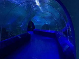 د Aquarium Tunnel لپاره 180 یا 90 درجه اکريیل پينلونه