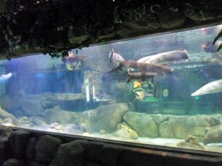 د لمر اوبو ګمرک ډیزاین ډیزاین د موټرو اکیلیل پینل د Aquarium کړکۍ شیش پاڼه